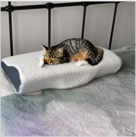 William's cat on the pillow